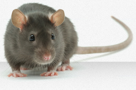 Rodent pest control